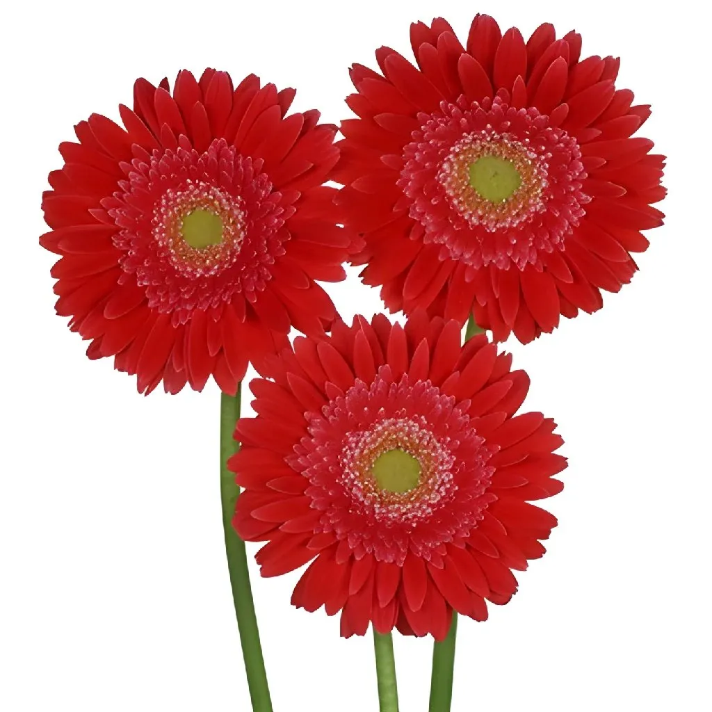 Kava Kava Red Gerbera Daisy