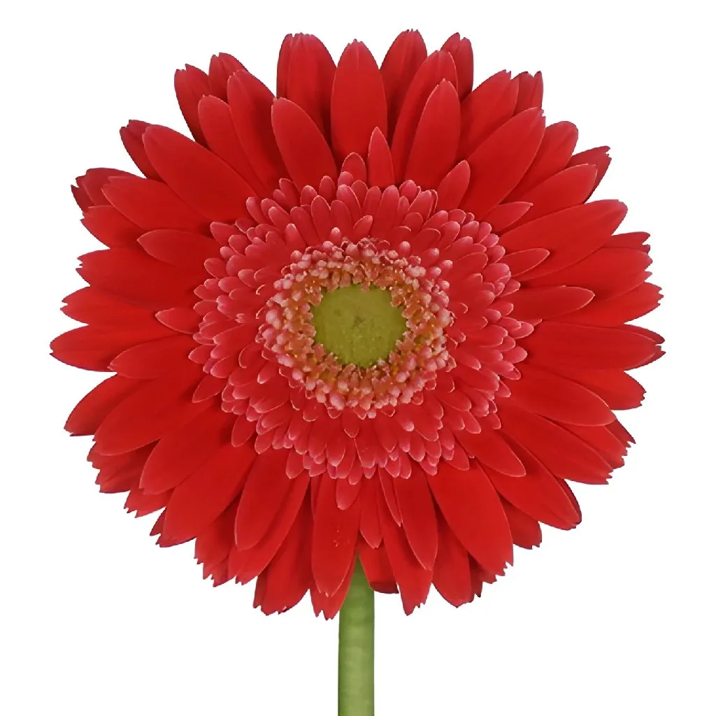 Kava Kava Red Gerbera Daisy